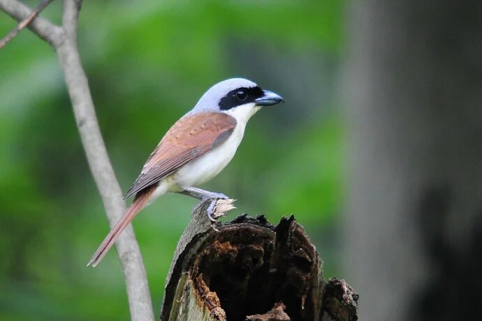 欢喜 动物 世界上的鸟类有上千种,这里就简单介绍部分比较美丽的